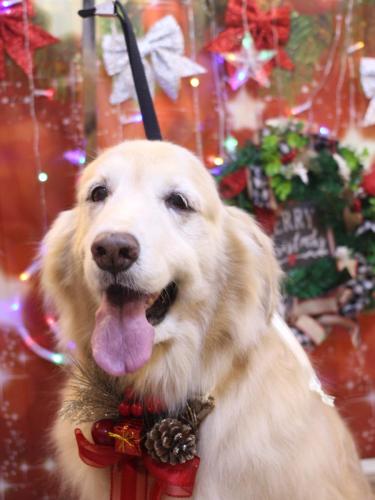 20231203みるくちゃん